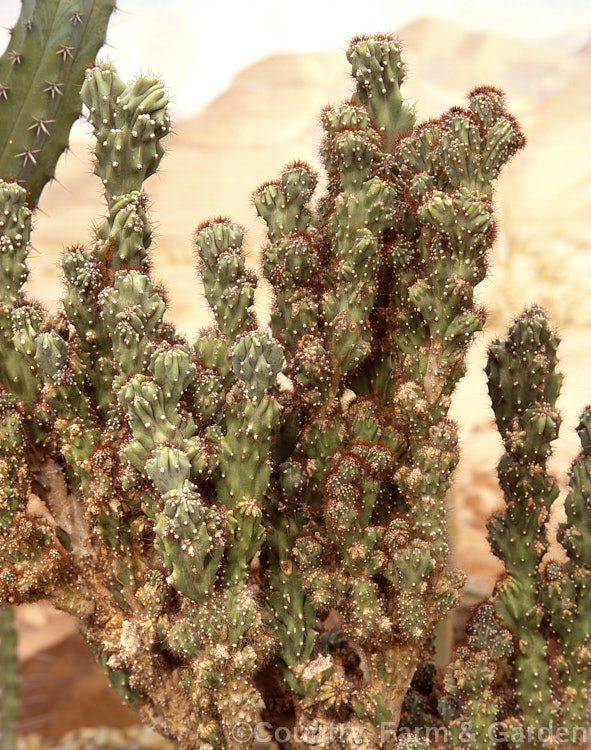 Cereus uruguayanus (syn. Cereus peruvianus [misapplied]) 'Monstrosus', a distorted cristate form of a tree-like cactus found from southeastern Brazil to northern Argentina. Order: Caryophyllales, Family: Cactaceae