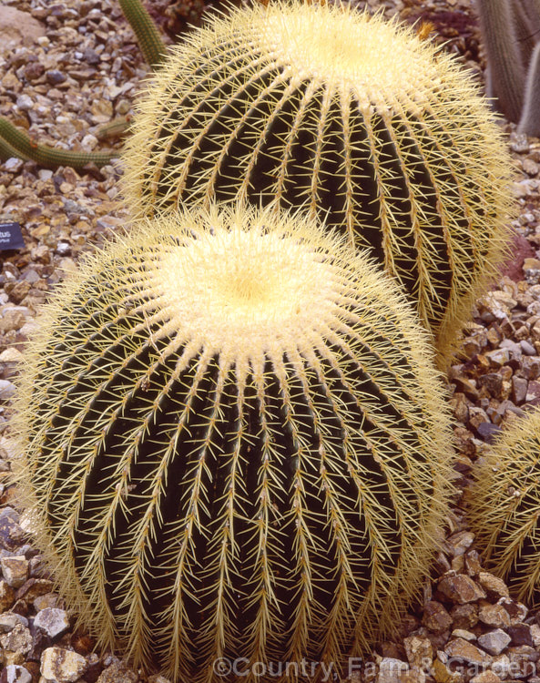 Golden Barrel. Cactus or Mother-in-Law's Chair (<i>Echinocactus grusonii</i>), a globose central Mexican cactus that can grow to as much as 13m tall It bears pale pink to magenta flowers. echinocactus-2938htm'>Echinocactus. Order: Caryophyllales, Family: Cactaceae