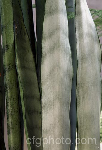 Sansevieria trifasciata 'Silver Queen', one of the many variegated cultivars of the bowstring hemp or mother-in-law's tongue, a xerophytic, slightly succulent, fibrous-leafed perennial native to Nigeria. sansevieria-2484htm'>Sanseviera.