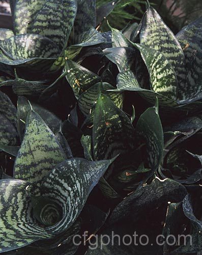 Sansevieria trifasciata 'Hahnii', a dwarf sport or the Bowstring. Hemp or Mother-in-Law's Tongue, a xerophytic, slightly succulent, fibrous-leafed perennial native to Nigeria. sansevieria-2484htm'>Sanseviera.