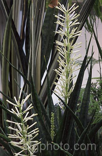Sansevieria parva, an evergreen xerophytic perennial found in tropical Kenya. Its narrow, banded leaves grow to around 45cm long. sansevieria-2484htm'>Sanseviera.