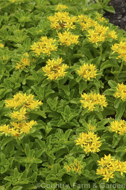 Sedum kamtschaticum subsp. ellacombianum, a subspecies of the Orange Stonecrop, a Japanese herbaceous perennial succulent. It is notable for its yellow flowers and vivid autumn foliage. sedum-2492htm'>Sedum. <a href='crassulaceae-plant-family-photoshtml'>Crassulaceae</a>.