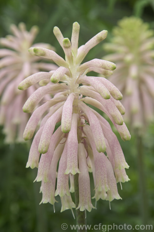 Cape. Hyacinth (<i>Veltheimia capensis [syn. Veltheimia glauca]), a winter- to spring- flowering bulb native to the southwest Cape region of South Africa. The flower stems are up to 45cm high. veltheimia-3383htm'>Veltheimia.