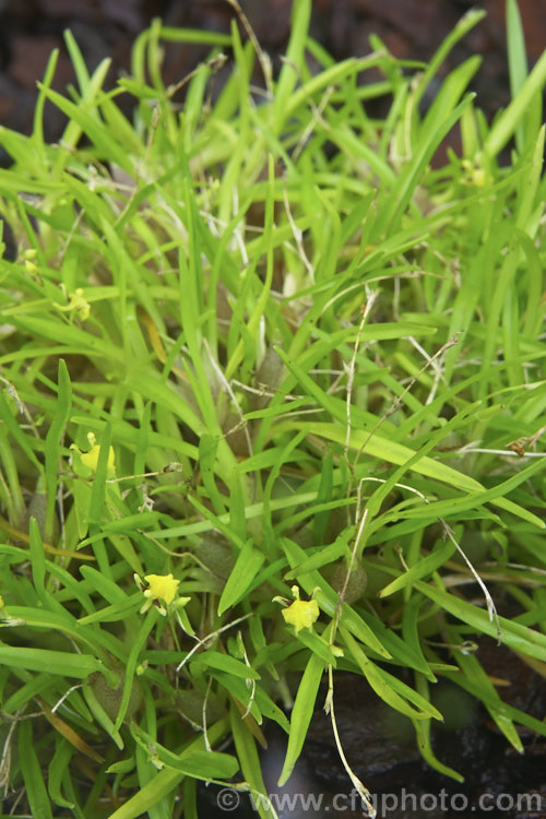 Sigmatostalix graminea, a small epiphytic orchid native to Peru. It forms clusters of pseudobulbs with fine, grassy foliage and tiny flowers that are predominantly yellow. sigmatostalix-2583htm'>Sigmatostalix.