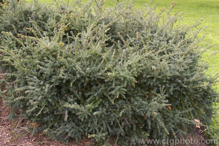 Mountain Plum. Pine (<i>Podocarpus lawrencei [syn. Podocarpus alpinus]), an evergreen spreading shrub or small tree native to Australia. Usually shrubby, with great age it can eventually reach 10m tall Order: Araucariales, Family: Podocarpaceae