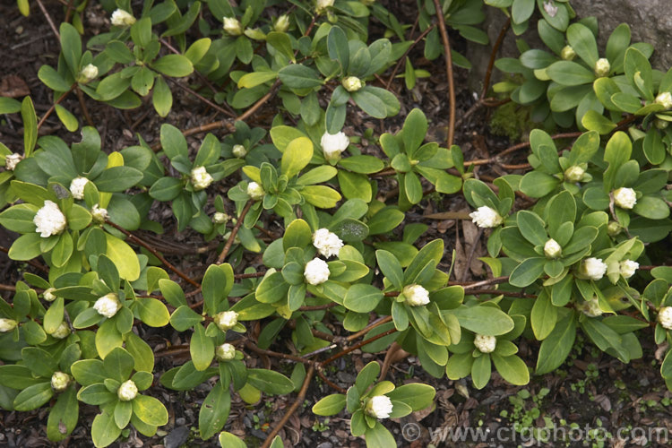 Daphne blagayana, a spreading, 30cm high, late winter- to early spring-flowering, evergreen shrub found in northern Greece, the Balkans, Bulgaria and Rumania. The flowers are small but very fragrant. Order: Malvales, Family: Thymelaeaceae