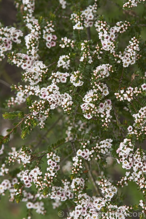 Thryptomene calycina 'Taylor's White', a heavy-flowering cultivar of the Grampians. Thryptomene, an evergreen, late winter- to spring-flowering, 15-18m high shrub native to the Grampian region of western Victoria, Australia. thryptomene-2918htm'>Thryptomene. .