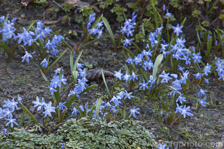 Glory-of-the-Snow (<i>Scilla luciliae [syn. Chionodoxa luciliae]), a small bulb that flowers in late winter and early spring. It is native to western Turkey and found at around 2000m altitude. scilla-2491htm'>Scilla.