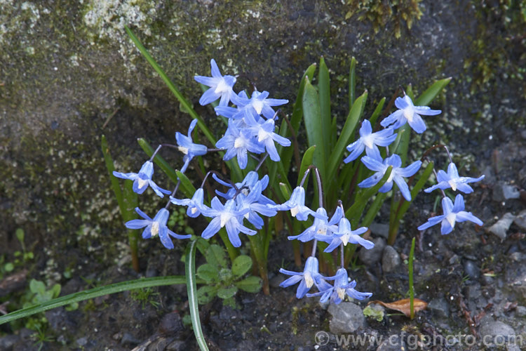Glory-of-the-Snow (<i>Scilla luciliae [syn. Chionodoxa luciliae]), a small bulb that flowers in late winter and early spring. It is native to western Turkey and found at around 2000m altitude. scilla-2491htm'>Scilla.