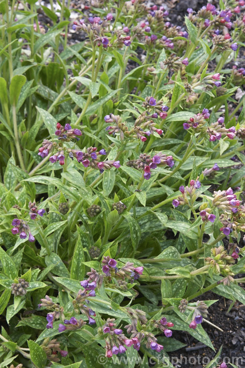 Pulmonaria 'Raspberry. Splash', a hybrid Lungwort that has a low, spreading habit, spotted foliage and which from late winter produces deep reddish pink flowers that age to mauve. It will grow in sun or partial shade. pulmonaria-2766htm'>Pulmonaria.