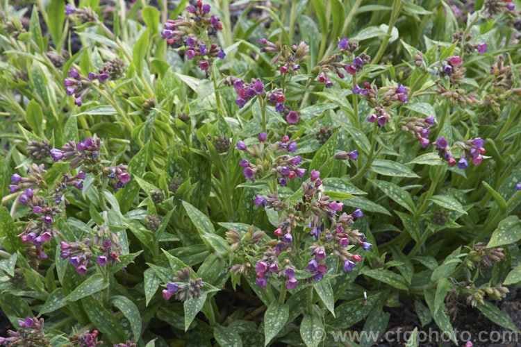 Pulmonaria 'Raspberry. Splash', a hybrid Lungwort that has a low, spreading habit, spotted foliage and which from late winter produces deep reddish pink flowers that age to mauve. It will grow in sun or partial shade. pulmonaria-2766htm'>Pulmonaria.