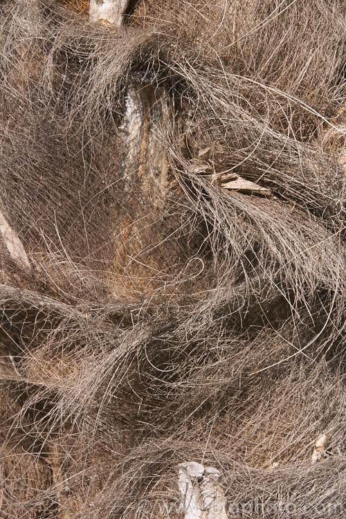 The fibrous trunk of the Chinese Windmill, Chusan or Hemp. Palm (<i>Trachycarpus fortunei</i>), a tough 10-20m tall fan palm from central and eastern China and Burma. trachycarpus-2555htm'>Trachycarpus.