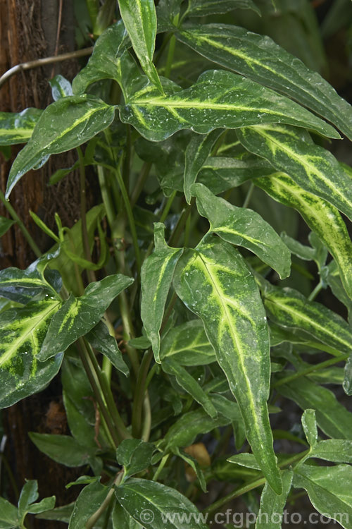 Arrowhead. Vine or Goose. Foot (<i>Syngonium angustatum</i>), an evergreen climber found in Mexico and Central America. Its three-lobed leaves have a pale midrib that in the best forms is strongly yellow-green. The cream and green spathe and spadix flowerheads are followed by fruits that redden when ripe