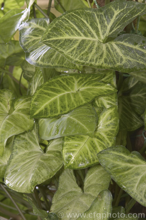 Syngonium 'White Butterfly', a hybrid semi-climbing. Syngonium that has a lush, brightly variegated foliage with distinctive green edges. Syngoniums are native to the American tropics and are cultivated outdoors as climbers in warm areas and as house plants in temperate climates