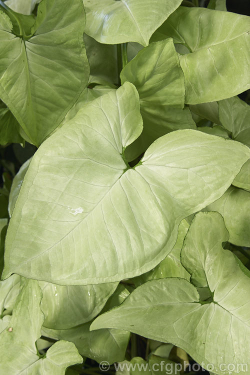 Syngonium 'Silver Pearl', a compact, semi-climbing cultivar or hybrid with light grey-green to pale green leaves