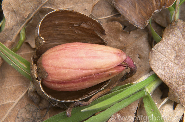 A germinating. English Oak (<i>Quercus robur</i>) acorn. This acorn is unlikely to become an oak as the tap root (radicle</i>) has not found the soil, which to take up moisture it must do soon after germinating. The English Oak is a large, round-headed deciduous tree found from Britain to western Russia. It lives to a great age and can reach 40m tall, though 20-35m is more common. Order: Fagales, Family: Fagaceae