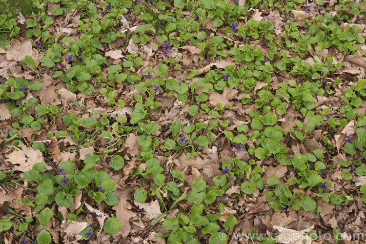 Sweet Violet (<i>Viola odorata</i>), a low-growing, stoloniferous, spring-flowering. European perennial. The flowers are sweetly scented and the fragrance is widely used in perfumes. viola-2165htm'>Viola. <a href='violaceae-plant-family-photoshtml'>Violaceae</a>.