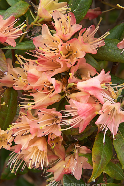 <i>Rhododendron</i> 'Crossbill' (<i>Rhododendron spinuliferum</i> x <i>Rhododendron lutescens</i>), an unusual and very early-flowering hybrid between two Chinese rhododendron species, raised by J.C. Williams of Wales in 1933. It develops into a rather open bush around 1.5m high and wide. Order: Ericales, Family: Ericaceae