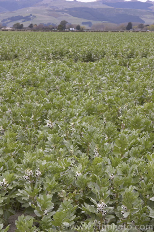 Broad. Bean or Faba. Bean (<i>Vicia faba</i>), a starchy bean native to North Africa and southwest Asia. It is usually planted in autumn, flowers in spring and fruits in late spring-early summer. vicia-3388htm'>Vicia.