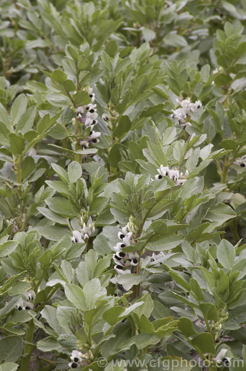 Broad. Bean or Faba. Bean (<i>Vicia faba</i>), a starchy bean native to North Africa and southwest Asia. It is usually planted in autumn, flowers in spring and fruits in late spring-early summer. vicia-3388htm'>Vicia.