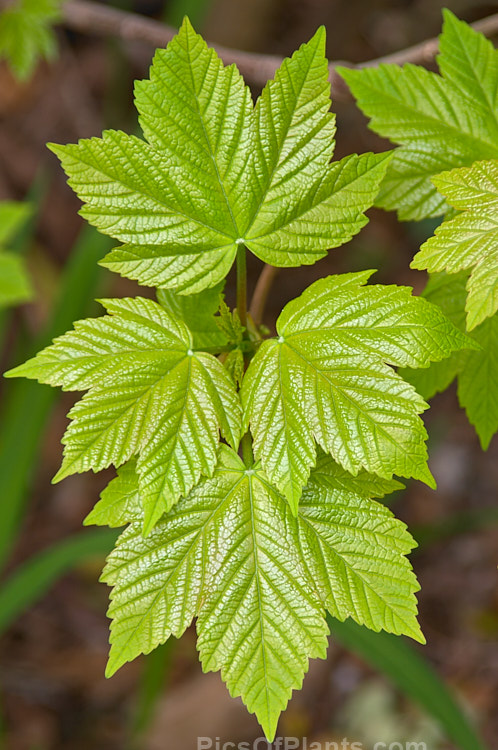 The young spring foliage of Box Elder (<i>Acer negundo</i>), a 20m deciduous tree that is native to Central and North America but widely naturalised worldwide, sometimes to the extent of becoming a weed. Order: Sapindales, Family: Sapindaceae
