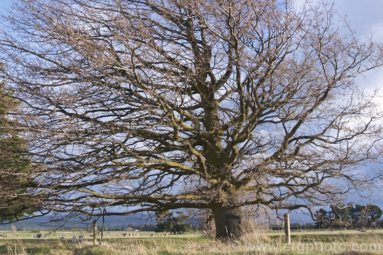 A wind-ravaged but very characterful. English Oak (<i>Quercus robur</i>), a large, round-headed deciduous tree found from Britain to western Russia. It lives to a great age and can reach 40m tall, though 20-35m is more common. Order: Fagales, Family: Fagaceae
