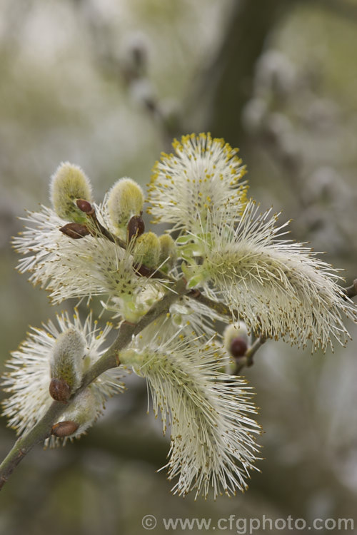 Catkins of the Pussy Willow (<i>Salix caprea</i>) a European and north-east Asian deciduous shrub or small tree to around 6m tall Rather invasive, it now grows wild on riverbanks in many temperate areas. Order: Malpighiales, Family: Salicaceae