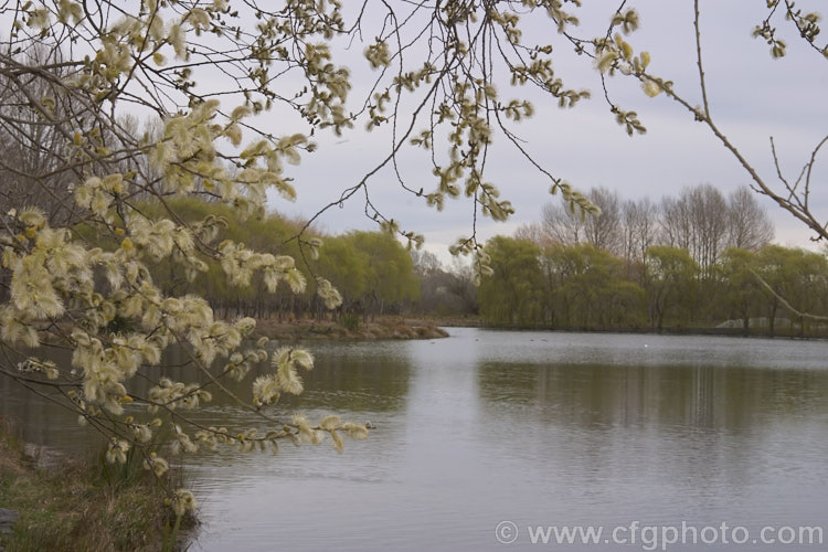 The catkins of a Pussy Willow (<i>Salix caprea</i>) frame the image of a small lake edged with young. Weeping Willows (<i>Salix babylonica</i>) bearing new, bright green, spring foliage. Order: Malpighiales, Family: Salicaceae