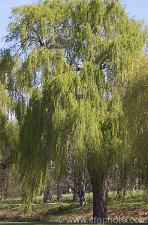 Weeping Willow (<i>Salix babylonica</i>) with bright green spring foliage. This deciduous tree occurs naturally over much of the temperate. Middle. East and Asia. It often grows near watercourses, reaches as much as 20m tall and has strongly pendulous branches. Order: Malpighiales, Family: Salicaceae