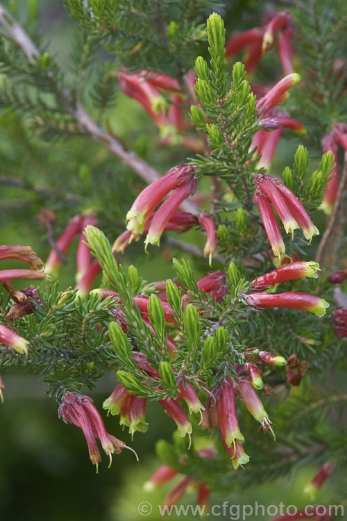 Erica discolor subsp. speciosa (syn. Erica speciosa</i>), an unusually coloured. South African erica that flowers through most of the year. It is a 15m high, rather open-growing, evergreen bush. erica-2109htm'>Erica. Order: Ericales, Family: Ericaceae