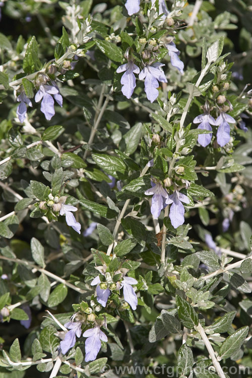 Bush Germander (<i>Teucrium fruticans</i>), a long-flowering, 25m high evergreen shrub from the Iberian. Peninsula. A tough woody-stemmed plant tolerant of drought and coastal conditions, it is often used for hedging. teucrium-2507htm'>Teucrium.
