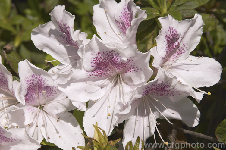 Rhododendron (evergreen azalea</i>) 'Joga', an early-flowering. Satsuki azalea that is considered to be very old Its foliage shows some possible 'Mucronatum' influence. It develops into a bush around 80cm high x 15m wide