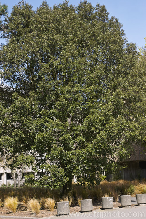 Holm Oak or Holly-leaved Oak (<i>Quercus ilex</i>), an evergreen oak, 15-25m tall, native to the Mediterranean region. It is among the hardier evergreen oaks