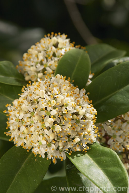 The spring-borne flowers of Skimmia japonica. When fertilised, the flowers of this compact, very hardy, evergreen shrub from China and Japan will develop into clusters of bright red berries that mature in autumn into winter