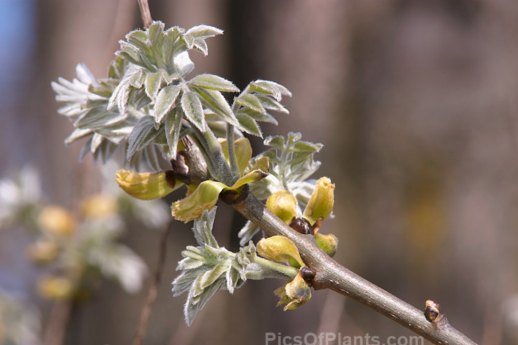The young spring foliage of the Weeping Silver Pear (<i>Pyrus salicifolia</i> 'Pendula'), a small deciduous tree from southeastern Europe through the Caucasus to western Asia. The cultivar 'Pendula' appears identical to the species. Order: Rosales, Family: Rosaceae