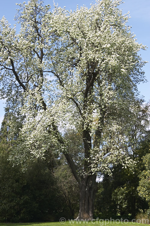 Jargonelle Pear (<i>Pyrus communis 'Jargonelle' [syn 'Epargne']), an old pear variety that differs from most in that the fruit should not be harvested en-masse, but left on the tree and picked as needed. This particular, very large tree was planted in 1855. This pear was the origin of the pear-shaped hard-boiled candy known as jargonelle pears. Order: Rosales, Family: Rosaceae