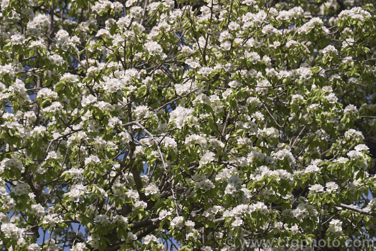 The flowers of the Jargonelle Pear (<i>Pyrus communis 'Jargonelle' [syn 'Epargne']), an old pear variety that differs from most in that the fruit should not be harvested en-masse, but left on the tree and picked as needed. This pear was the origin of the pear-shaped hard-boiled candy known as jargonelle pears. Order: Rosales, Family: Rosaceae