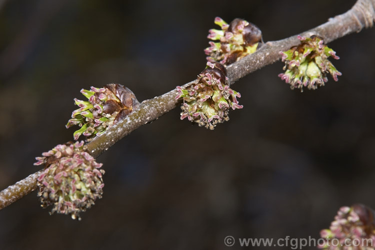 The true flowers of the Scotch Elm or Wych Elm (<i>Ulmus glabra</i>), a Eurasian deciduous tree. The green samara that follow the flowers are quite showy and are often mistaken for flowers. Order: Rosales, Family: Ulmaceae