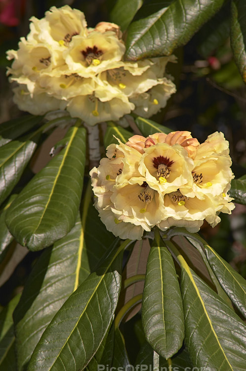 <i>Rhododendron macabeanum</i>, an early-flowering, large-leafed grande series species from northeast India It has a tree-like habit and grows to around 15m tall with leaves up to 25cm long. The flower colour ranges from pale cream to primrose yellow. Order: Ericales, Family: Ericaceae