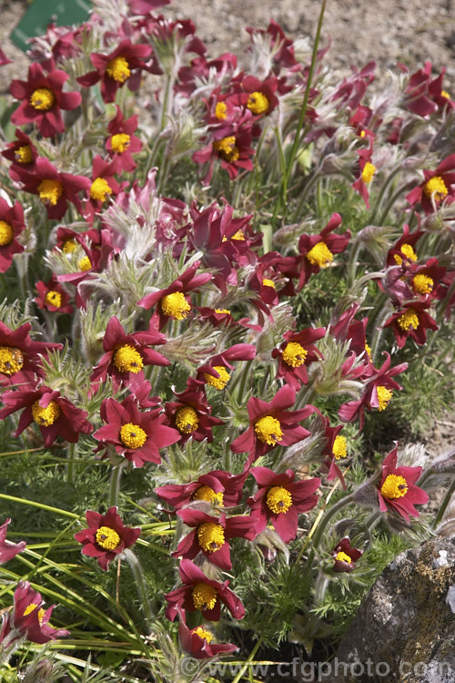 Pulsatilla vulgaris 'Red Wings', a red-flowered pasque flower cultivar. The parent species is a lowland to subalpine, spring-flowering perennial that occurs naturally over much of northern Europe from Britain to Siberia. pulsatilla-2767htm'>Pulsatilla.
