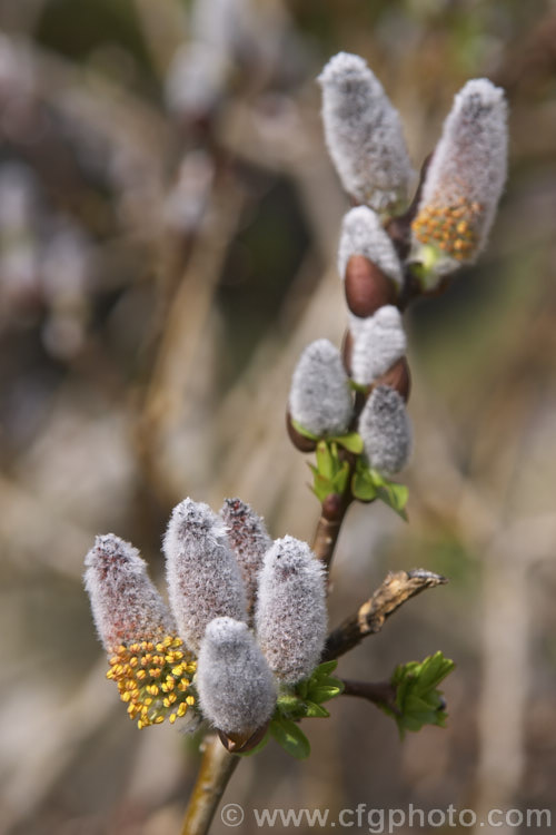 Salix apoda (syn. Salix hastata var. apoda</i>), a shrubby 1-1.5m tall willow native to north central Europe and the Caucasus Grown mainly for its catkins. Order: Malpighiales, Family: Salicaceae