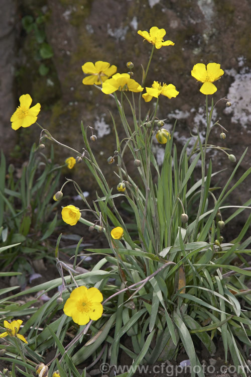 Grassy-leafed. Buttercup (<i>Ranunculus gramineus</i>), a narrow-leaved, spring-flowering perennial from southern Europe and North Africa. The flower stems vary in height from 20-50 cm tall Order: Ranunculales, Family: Ranunculaceae
