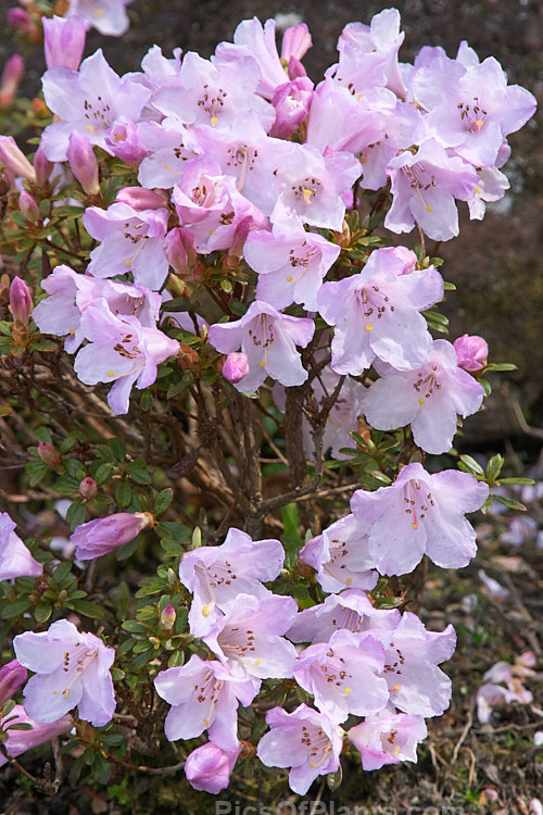 <i>Rhododendron pemakoense</i>, a small, spring-flowering, evergreen shrub found naturally in the eastern Himalayas and China. It is often grown in rockeries and is the parent of several dwarf hybrids. Order: Ericales, Family: Ericaceae