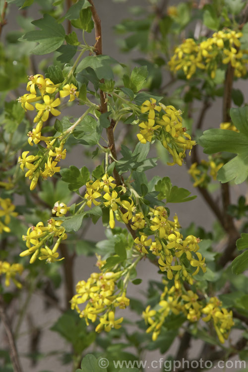 Clove. Currant or Buffalo. Currant (<i>Ribes odoratum</i>), a spring-flowering deciduous shrub native to the central United States. The flowers have a mildly spicy scent and are followed by round black fruits. This species resembles. Ribes aureum but can be distinguished by its downy young shoots