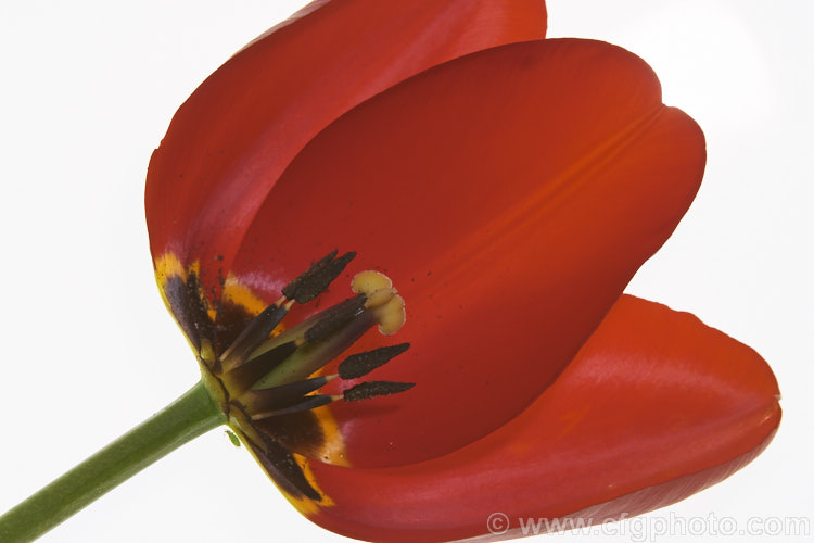Tulipa 'Apeldoorn' (<i>Category 4 x Darwin. Hybrid</i>), probably the most widely grown of the bright red. Darwin hybrids, this is a tough, reliable and adaptable flower that naturalises well and is particularly well-suited to massed planting. Order: Liliales, Family: Liliaceae