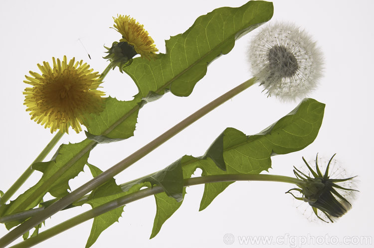 Dandelion (<i>Taraxacum campylodes [syns. Taraxacum officinale, Taraxacum vulgare</i>), a common weed of lawns and pastures, originally native to the Northern Hemisphere but now widespread. It is sometimes used by herbalists. taraxacum-3348htm'>Taraxacum.