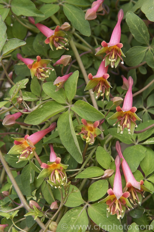 Tropaeolum pentaphyllum, a tuberous-rooted, twining, herbaceous, perennial climber native to temperate. South America. It flowers mainly in spring and early summer. tropaeolum-3375htm'>Tropaeolum. <a href='tropaeolaceae-plant-family-photoshtml'>Tropaeolaceae</a>.