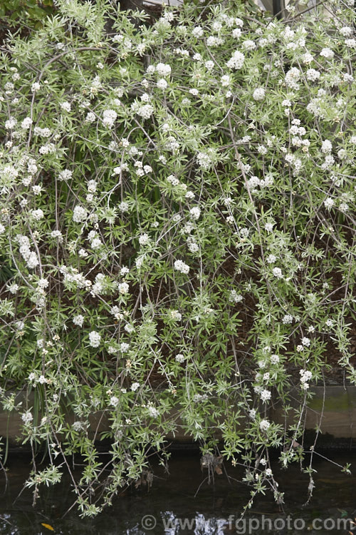 Weeping Silver Pear (<i>Pyrus salicifolia 'Pendula'), a small deciduous tree from south-eastern Europe through the Caucasus to western Asia. The cultivar 'Pendula' appears identical to the species. Order: Rosales, Family: Rosaceae