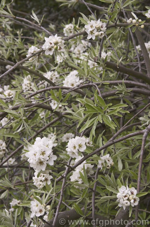 The flowers and young spring foliage of the Weeping Silver Pear (<i>Pyrus salicifolia 'Pendula'), a small deciduous tree from south-eastern Europe through the Caucasus to western Asia. The cultivar 'Pendula' appears to be virtually identical to the species. Order: Rosales, Family: Rosaceae