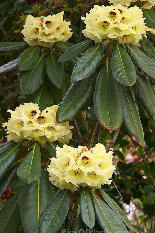 <i>Rhododendron macabeanum</i>, an early-flowering, large-leafed grande series species from northeast India It has a tree-like habit and grows to around 15m tall with leaves up to 25cm long. The flower colour ranges from pale cream to primrose yellow. Order: Ericales, Family: Ericaceae
